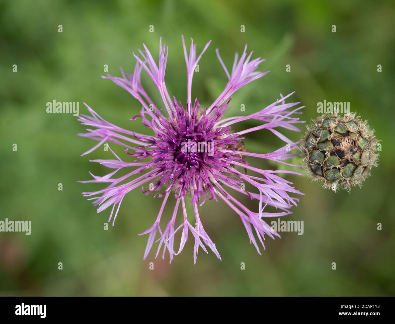 Große Knackblumen (Centaurea scabiosa), Lullingstone Country Park, Kent Großbritannien Stockfoto