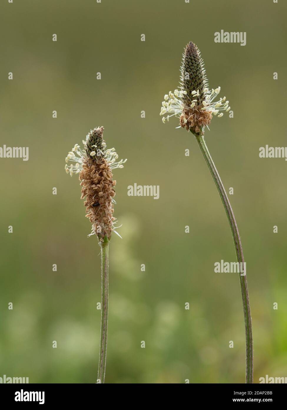 Ribwort Plantain, (Plantago lanceolata) Nahaufnahme mit hellgelben Anthern, Lullingstone Country Park, Kent UK Stockfoto
