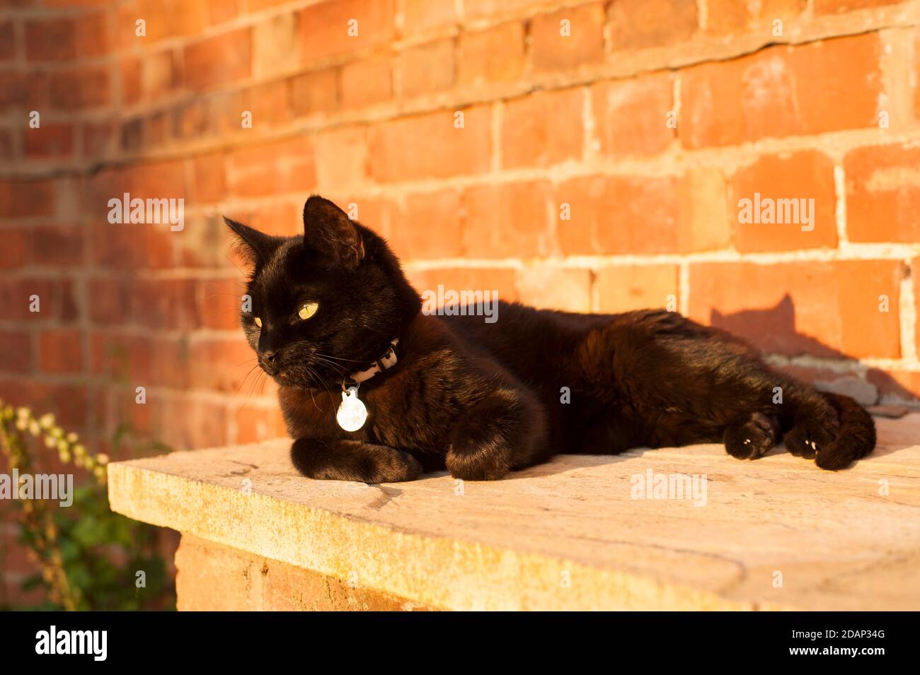 Weibliche Hauskatze, die in der Abendsonne in einem Garten liegt, England, Großbritannien Stockfoto