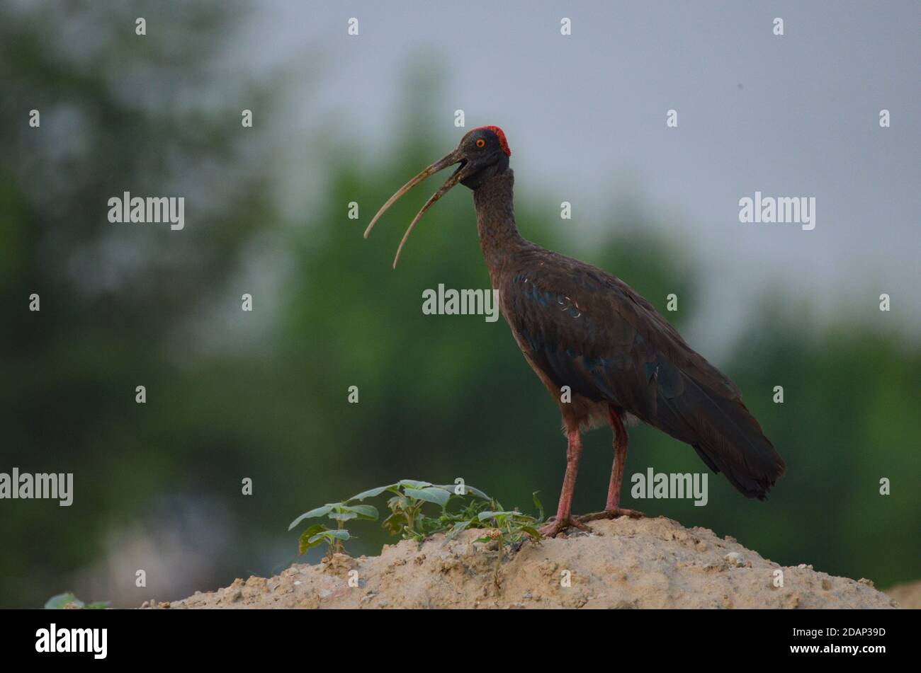 Rotnapp-Ibis, Noida, Indien - 3. September 2019: Nahaufnahme eines Rotnapp-Ibis, der sich auf einem grünen Rasen in Noida, Uttar Pradesh, Indien, entspannt. Stockfoto