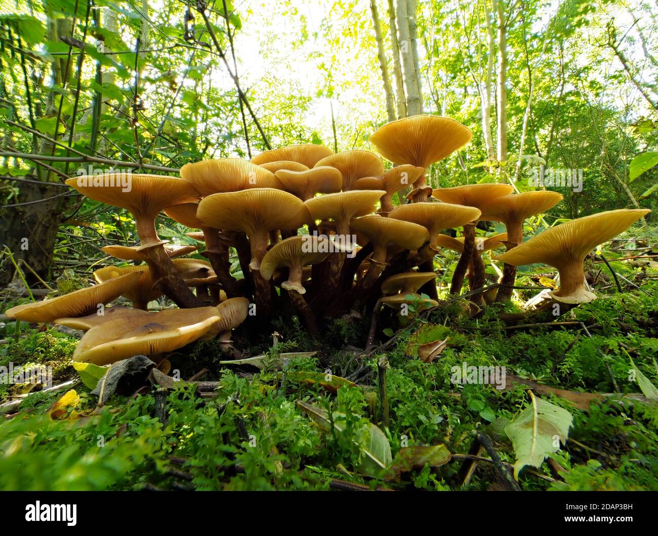 Honigpilz (Armillaria mellea) reife, fruchtende Körper auf einem gefallenen Baum, Queensdown Warren, Kent UK, Stacked Focus Image Stockfoto