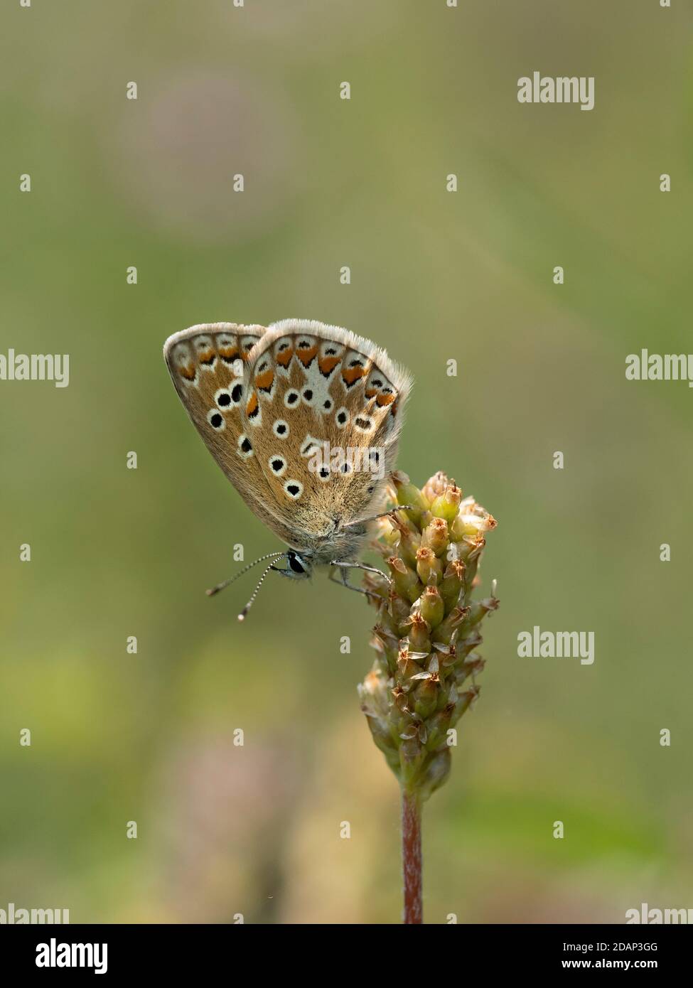 Common Blue Butterfly, (Polyommatus icarus), weiblich, Unterseite der Flügel, Queensdown Warren, Kent Wildlife Trust, Großbritannien Stockfoto