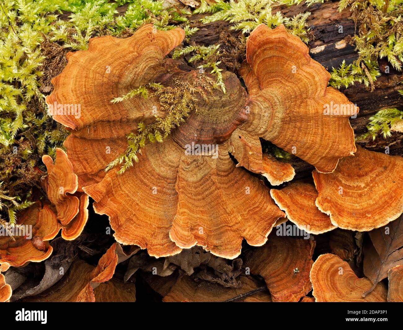 Chicken-of-the-Woods Fungi (Laetiporus sulfureus) Queensdown Warren Kent Wildlife Trust, UK, auch bekannt als Sulphur Polypore oder Sulphur Shelf, gestapelt Stockfoto