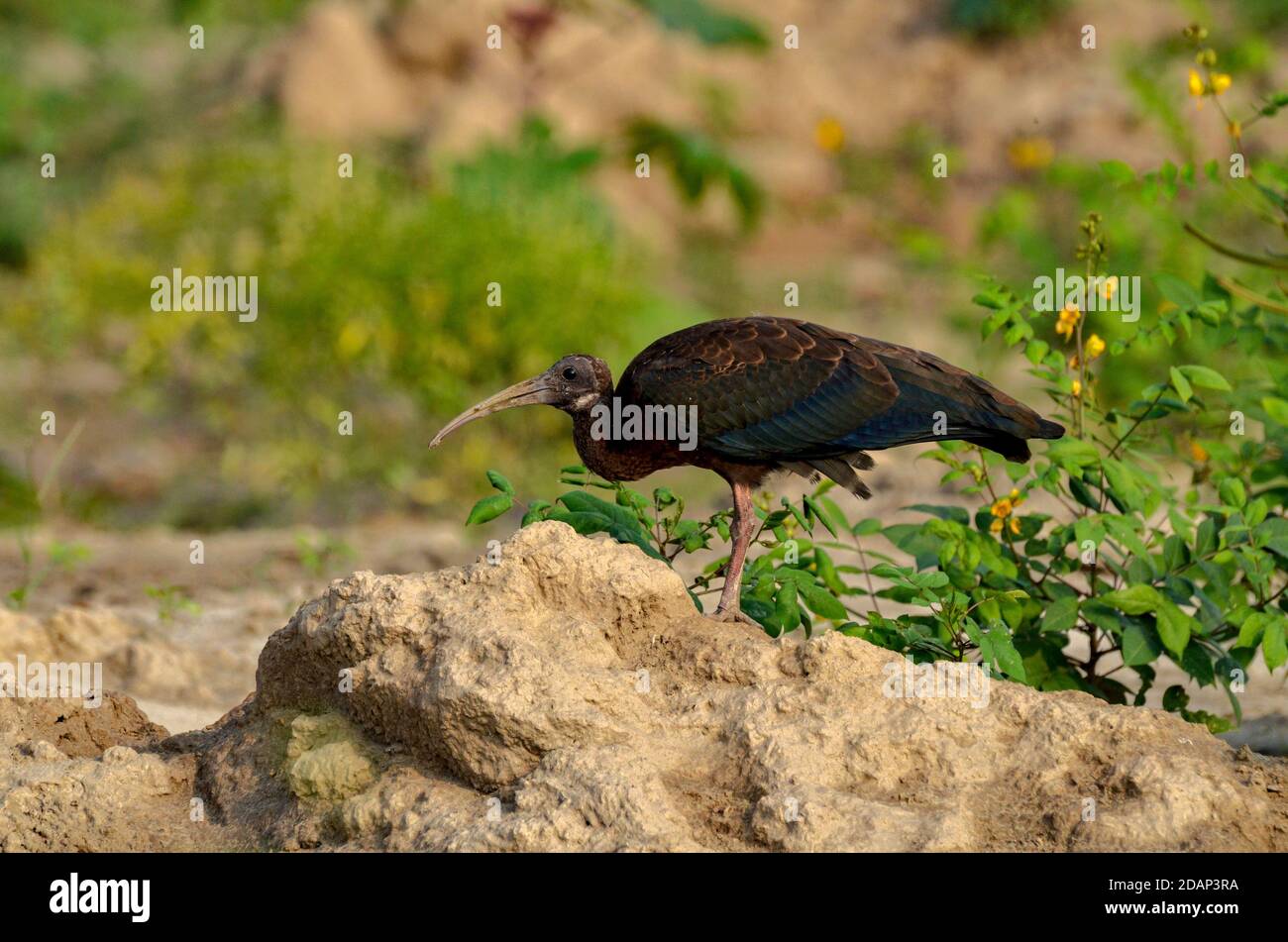 Rotnapter Ibis, Noida, Indien - 8. September 2019: Ein Baby Rotnapter Ibis ruht auf einem natürlichen grünen Grasfeld in Noida, Uttar Pradesh, Indien. Stockfoto