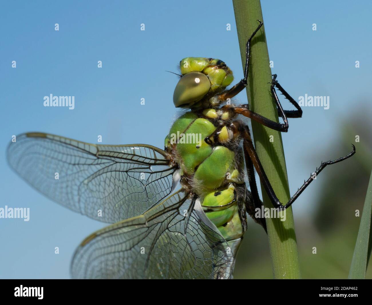 Southern Hawker (Aeshna cyanea) Libelle, Sandwich Bay, Kent UK, Nahaufnahme mit Bauch und Flügeln, Augen, Beinen Stockfoto