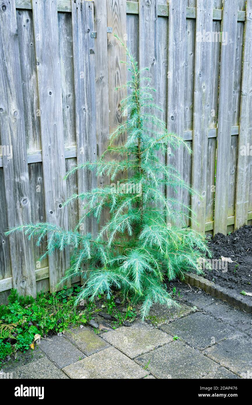 Junger Deodar-Zedernbaum (Cedrus deodara) Mit schönen blaugrünen Nadeln in einem Stadtgarten Stockfoto