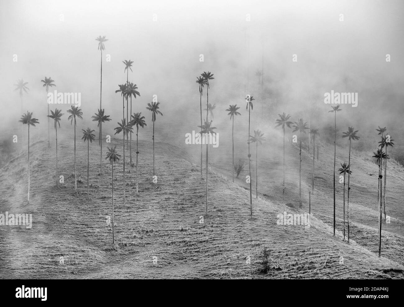 Wolkige Landschaft des Cocora-Tals, Salento, Kolumbien, Südamerika Stockfoto