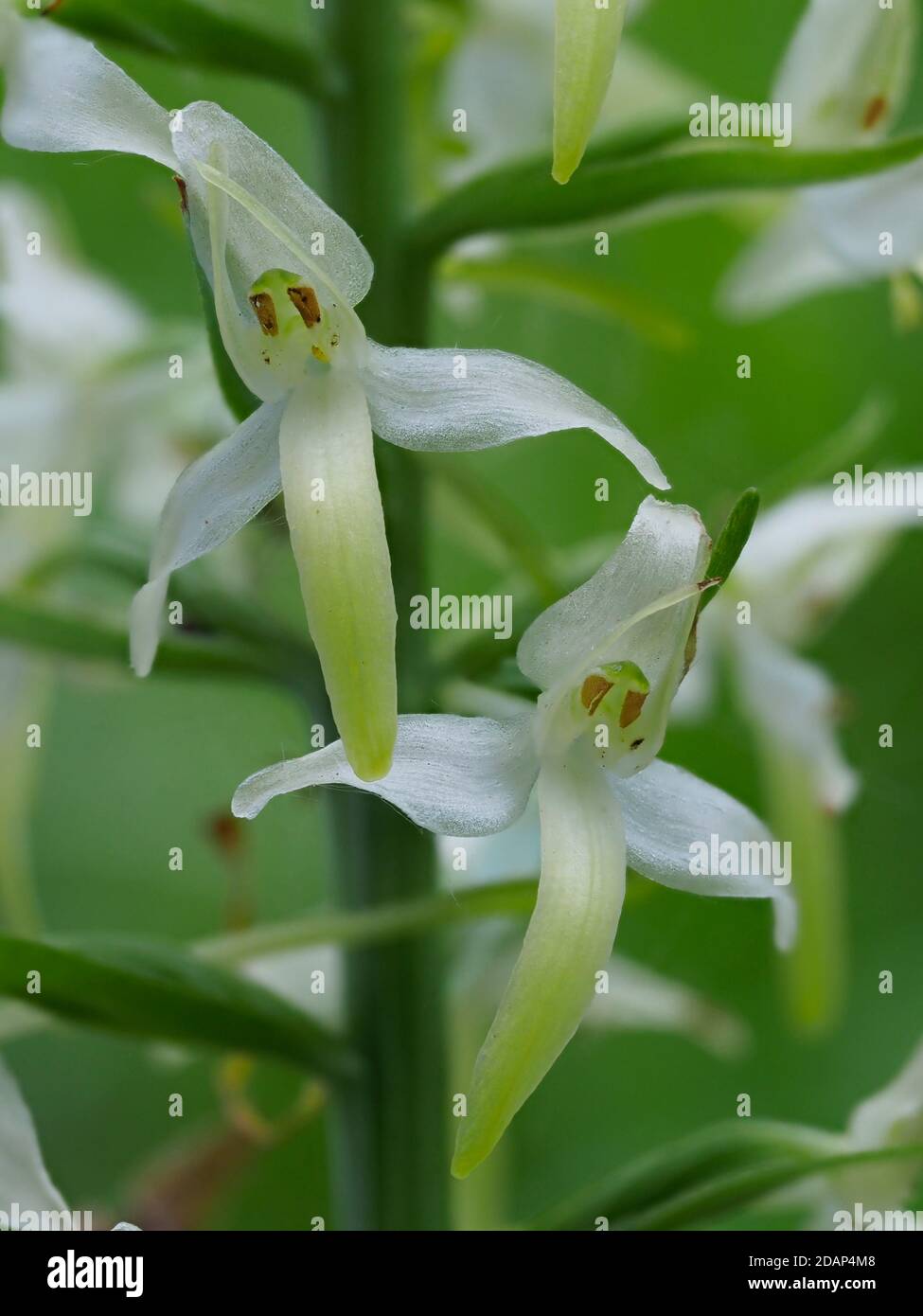 Große Schmetterling-Orchidee (Platanthera chlorantha), lokal seltene Pflanze, Stockbury Hill Wood, Kent Wildlife Trust, Großbritannien Stockfoto