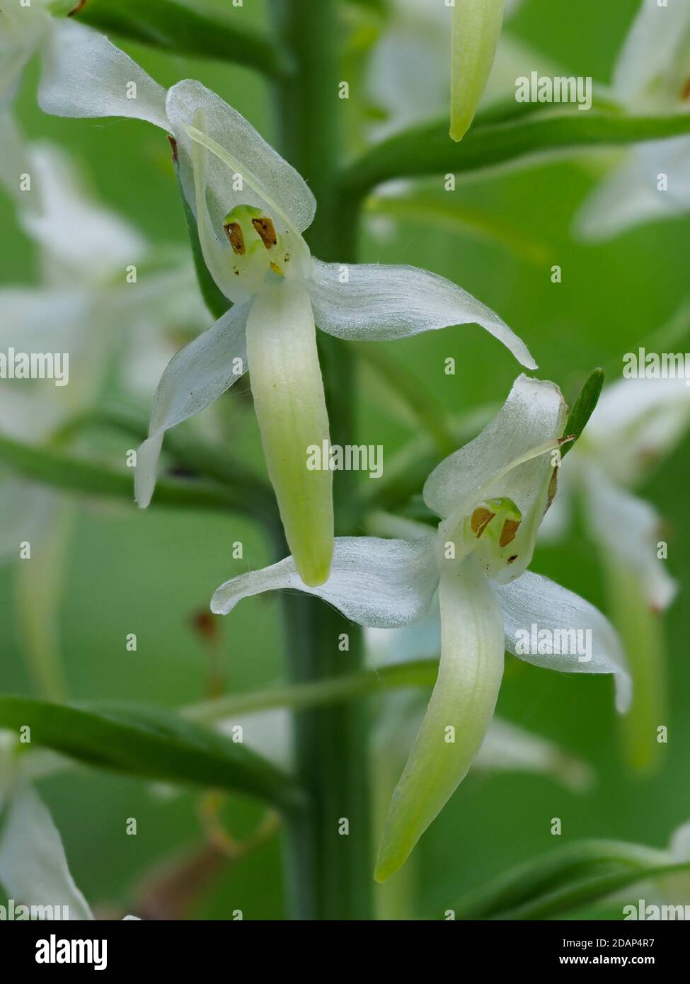 Große Schmetterling-Orchidee (Platanthera chlorantha), lokal seltene Pflanze, Stockbury Hill Wood, Kent Wildlife Trust, Großbritannien Stockfoto