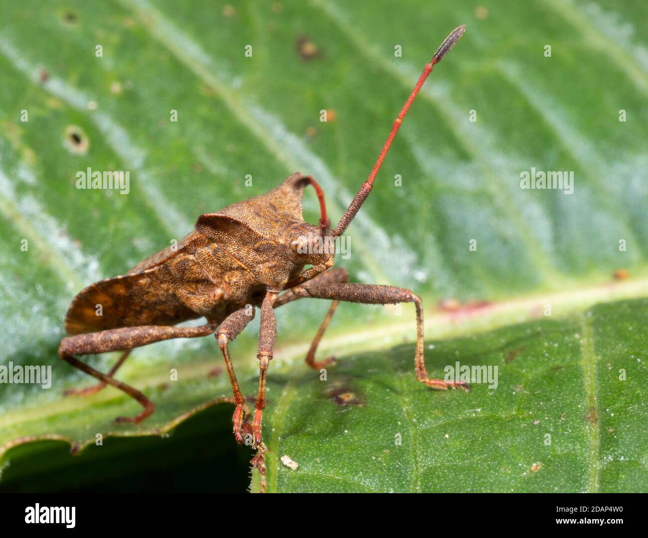 Dock Bug (Coreus marginatus) Queensdown Warren, Kent Wildlife Trust, Großbritannien Stockfoto