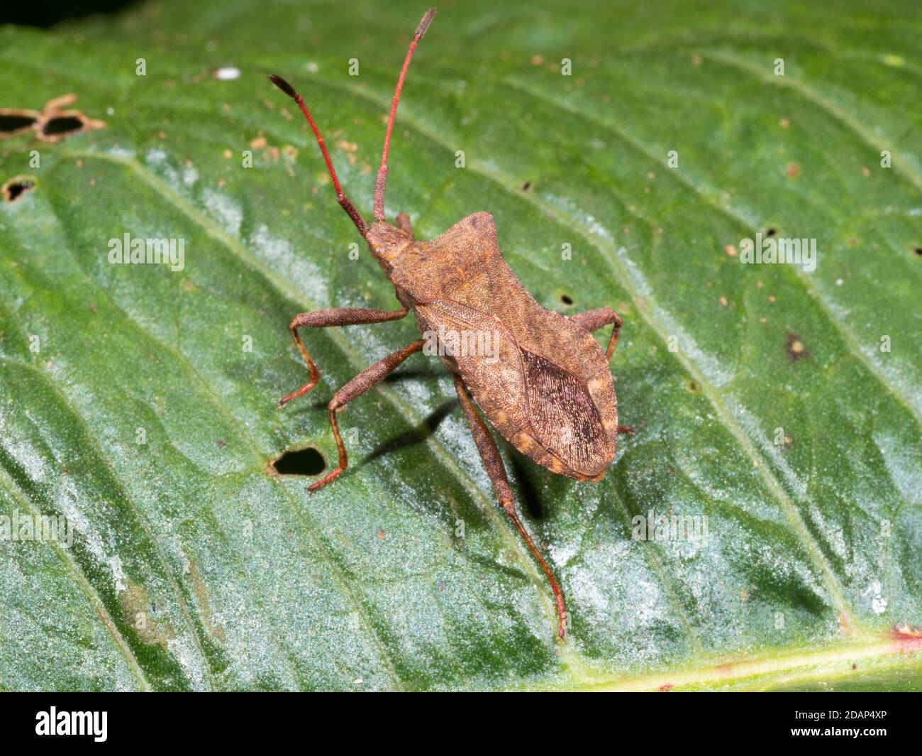 Dock Bug (Coreus marginatus) Queensdown Warren, Kent Wildlife Trust, Großbritannien Stockfoto