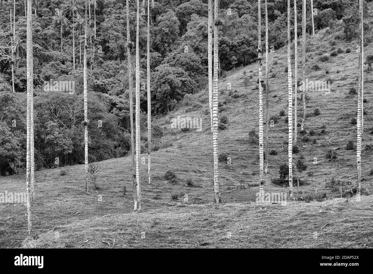 Wolkige Landschaft des Cocora-Tals, Salento, Kolumbien, Südamerika Stockfoto