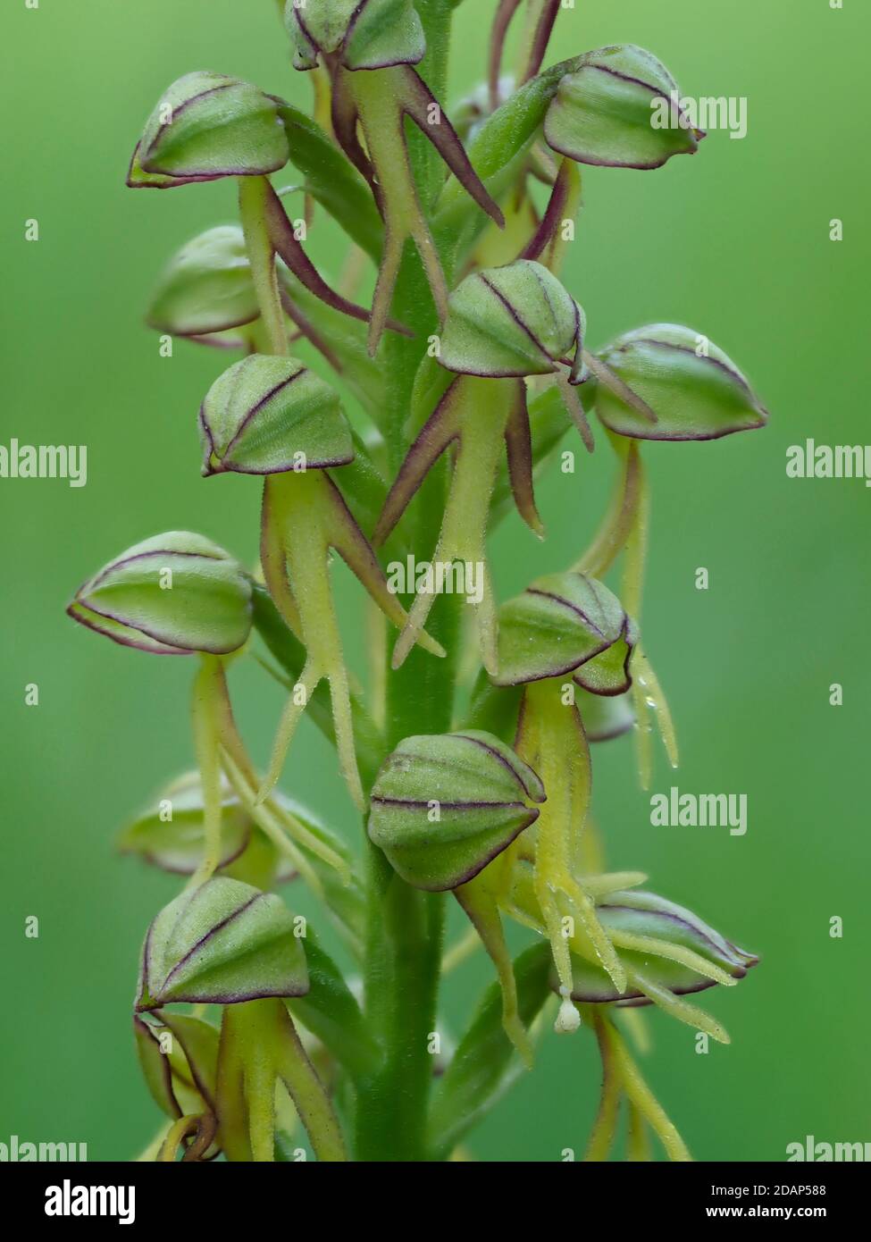 Man Orchidee (Orchis anthropophora) in Blume, Strawberry Banks, Kent Downland, Großbritannien, gestapeltes Fokusbild Stockfoto