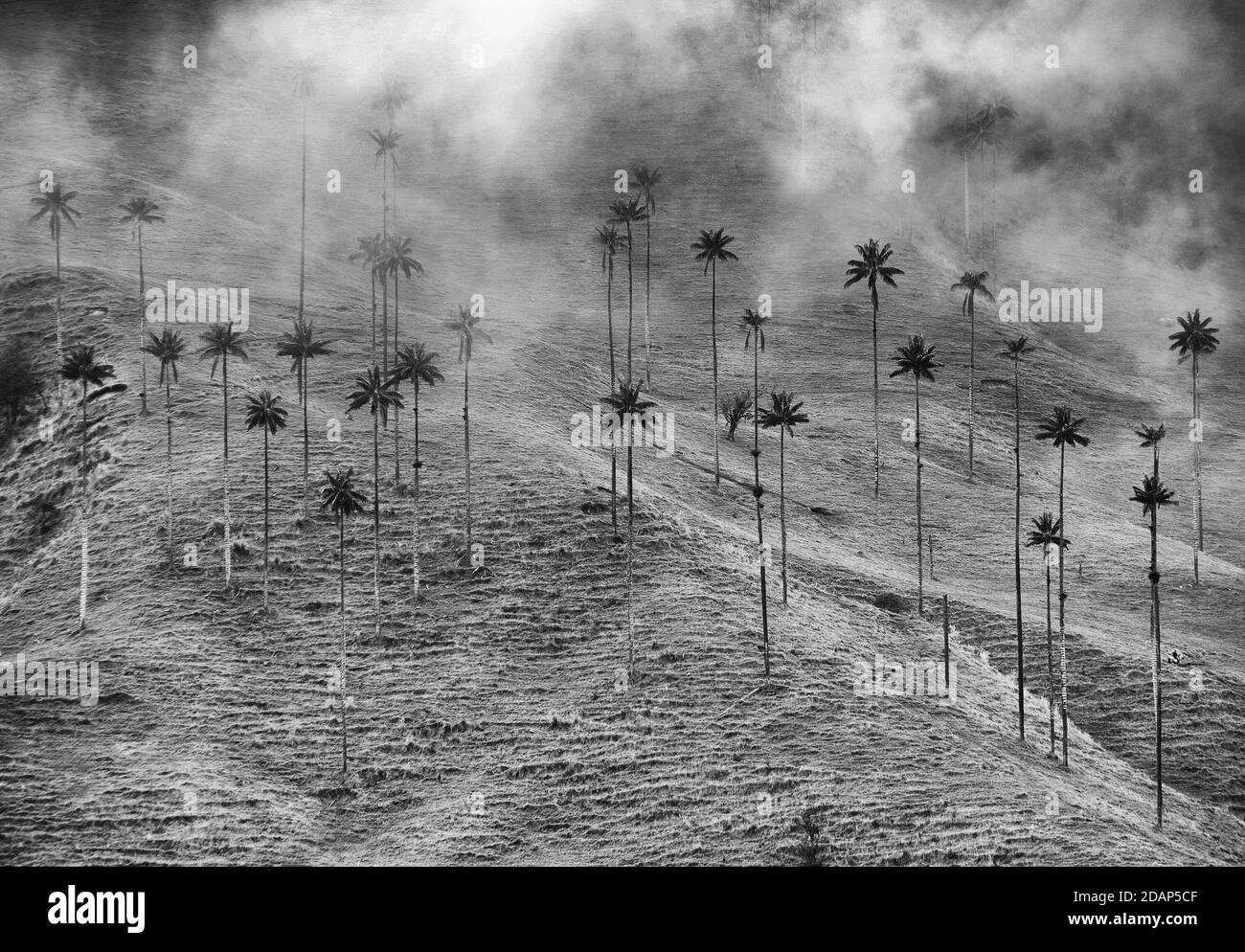 Wolkige Landschaft des Cocora-Tals, Salento, Kolumbien, Südamerika Stockfoto