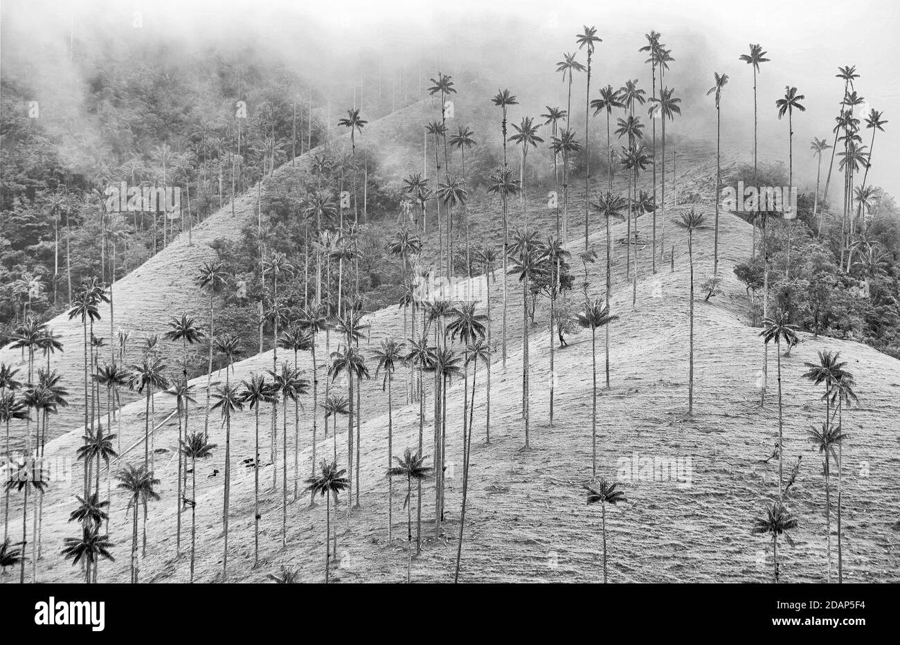 Wolkige Landschaft des Cocora-Tals, Salento, Kolumbien, Südamerika Stockfoto
