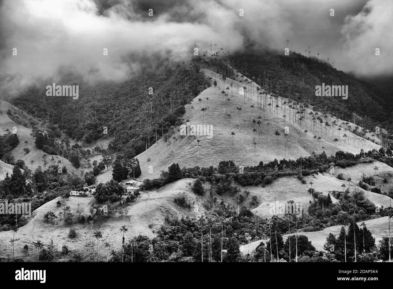 Wolkige Landschaft des Cocora-Tals, Salento, Kolumbien, Südamerika Stockfoto