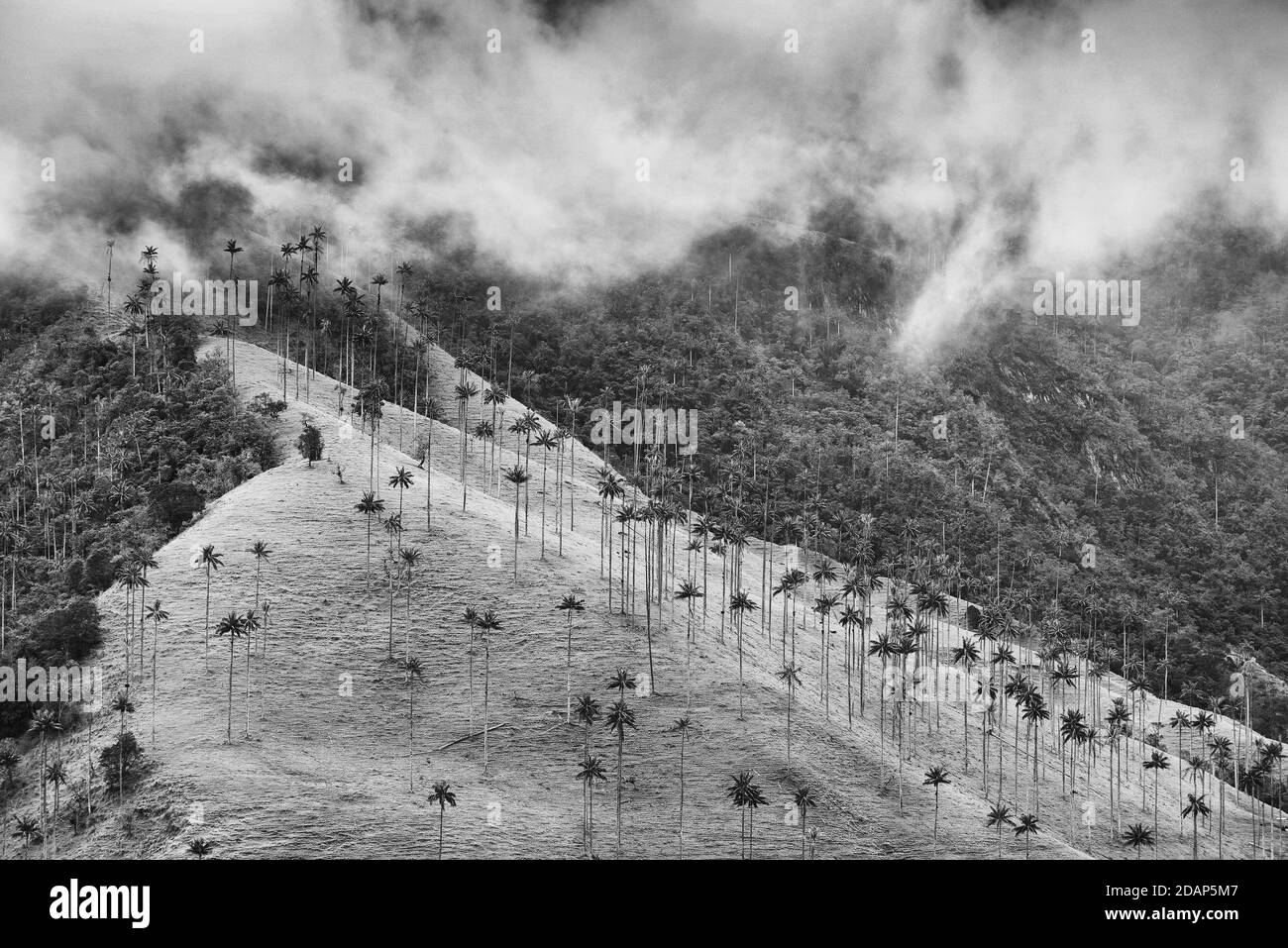 Wolkige Landschaft des Cocora-Tals, Salento, Kolumbien, Südamerika Stockfoto