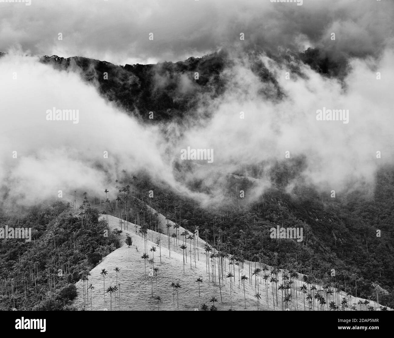 Wolkige Landschaft des Cocora-Tals, Salento, Kolumbien, Südamerika Stockfoto