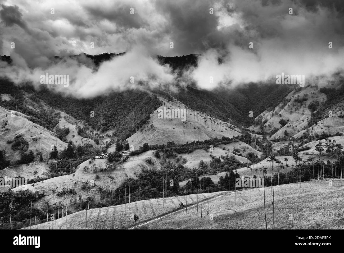 Wolkige Landschaft des Cocora-Tals, Salento, Kolumbien, Südamerika Stockfoto