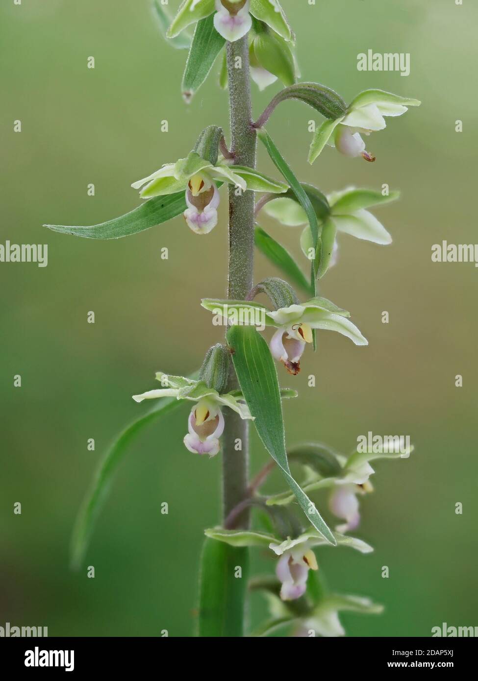 Violette Helleborine (Epipactis purpurata) blühend, Kent UK, seltene, gestapelte Fokusbilder Stockfoto