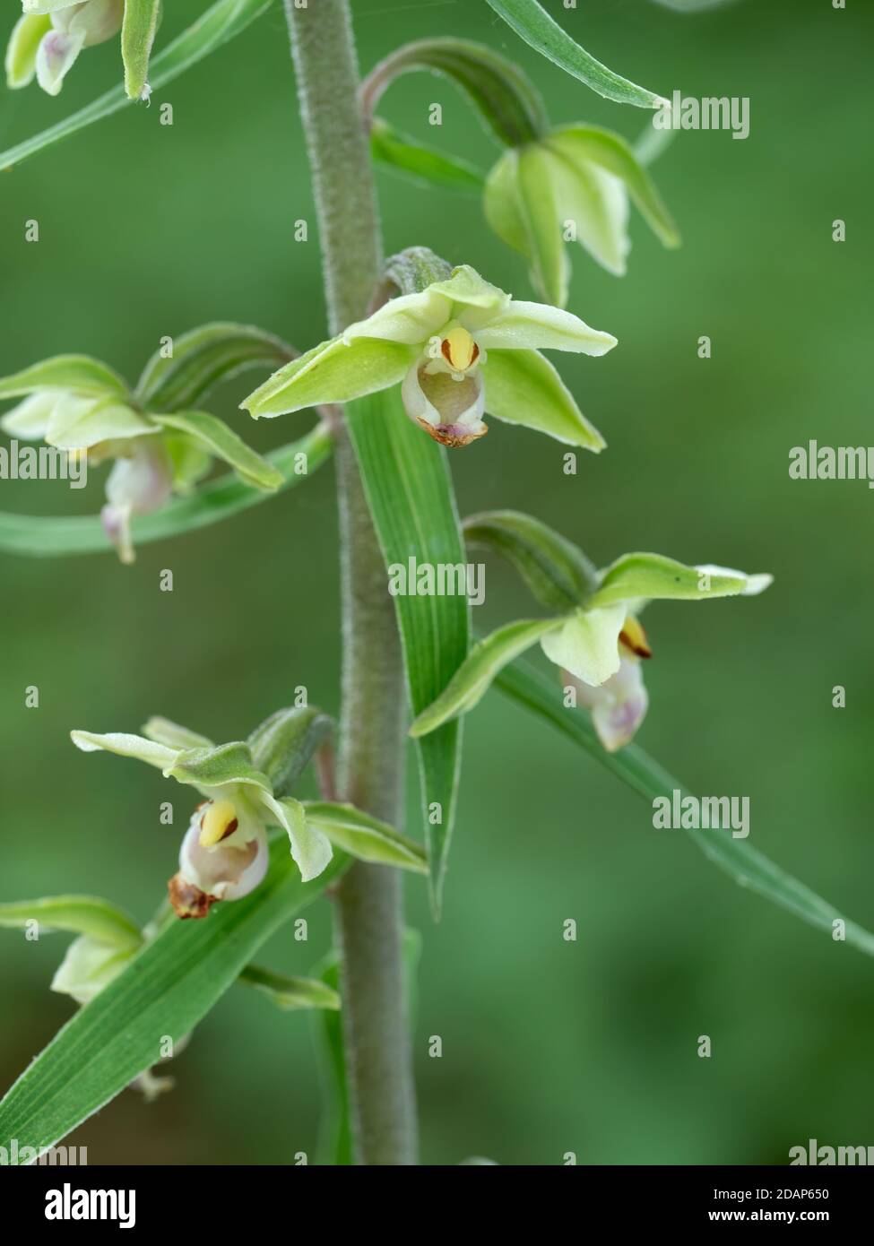 Violette Helleborine (Epipactis purpurata) blühend, Kent UK, selten Stockfoto