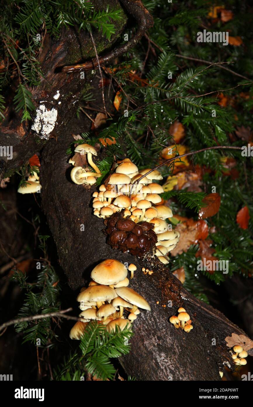 Herbst Samt Schafspilze bei Ranmore Common Walk, Surrey Hills, England, UK, November 2020 Stockfoto