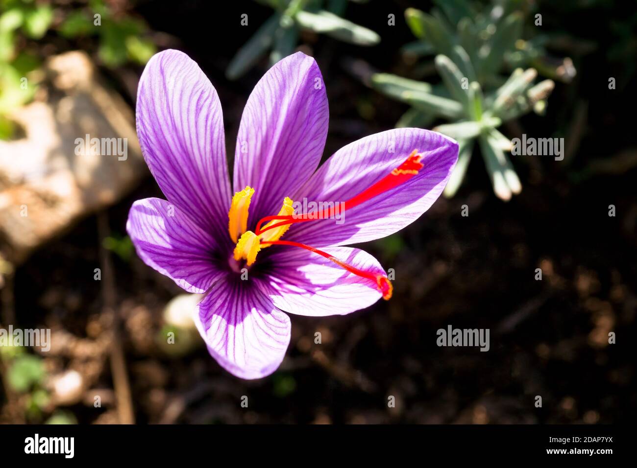 Safran-Krokus mit seinen roten Stigmas im November in der südfrankreich Stockfoto