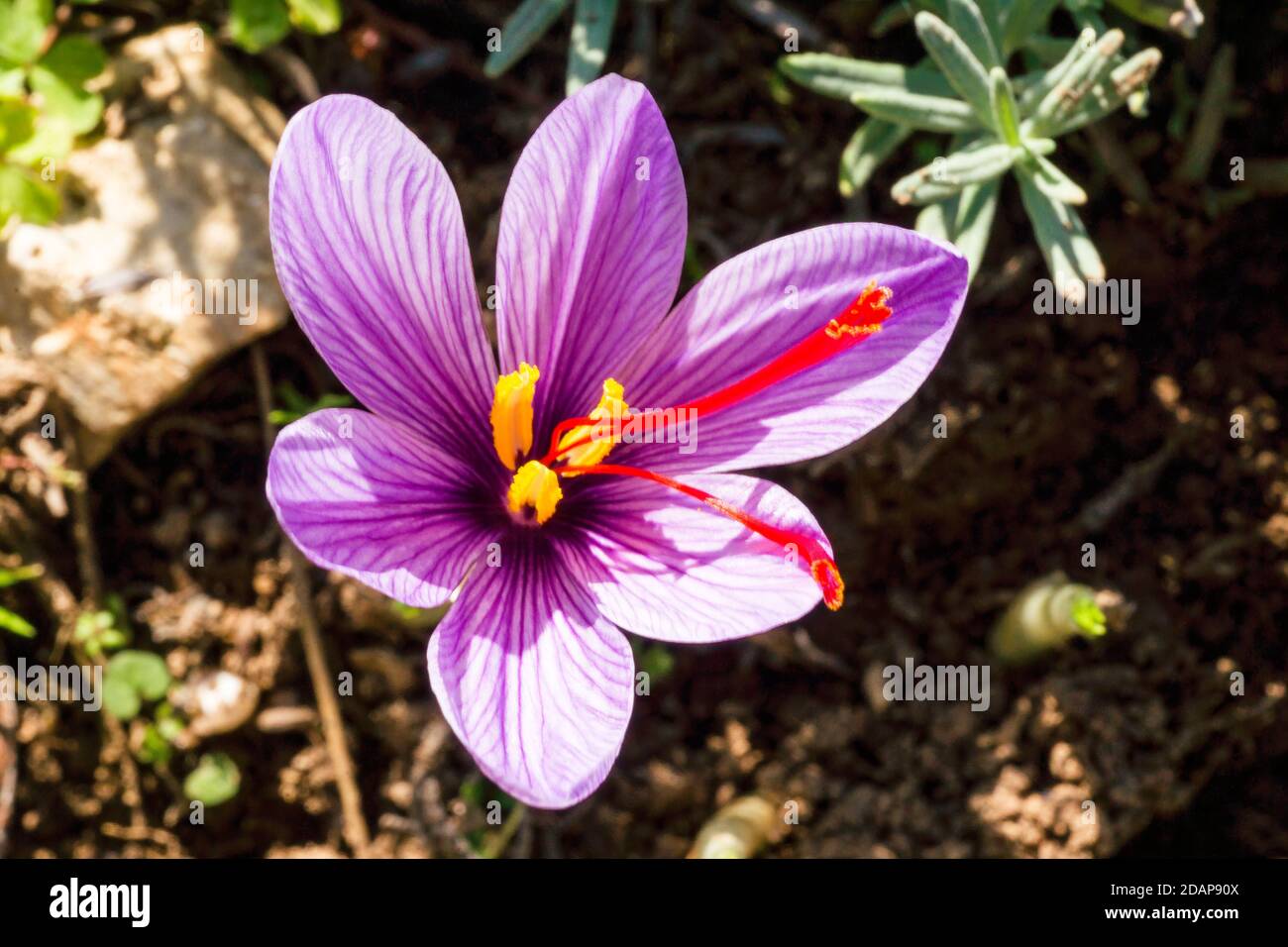 Safran-Krokus mit seinen roten Stigmas im November in der südfrankreich Stockfoto