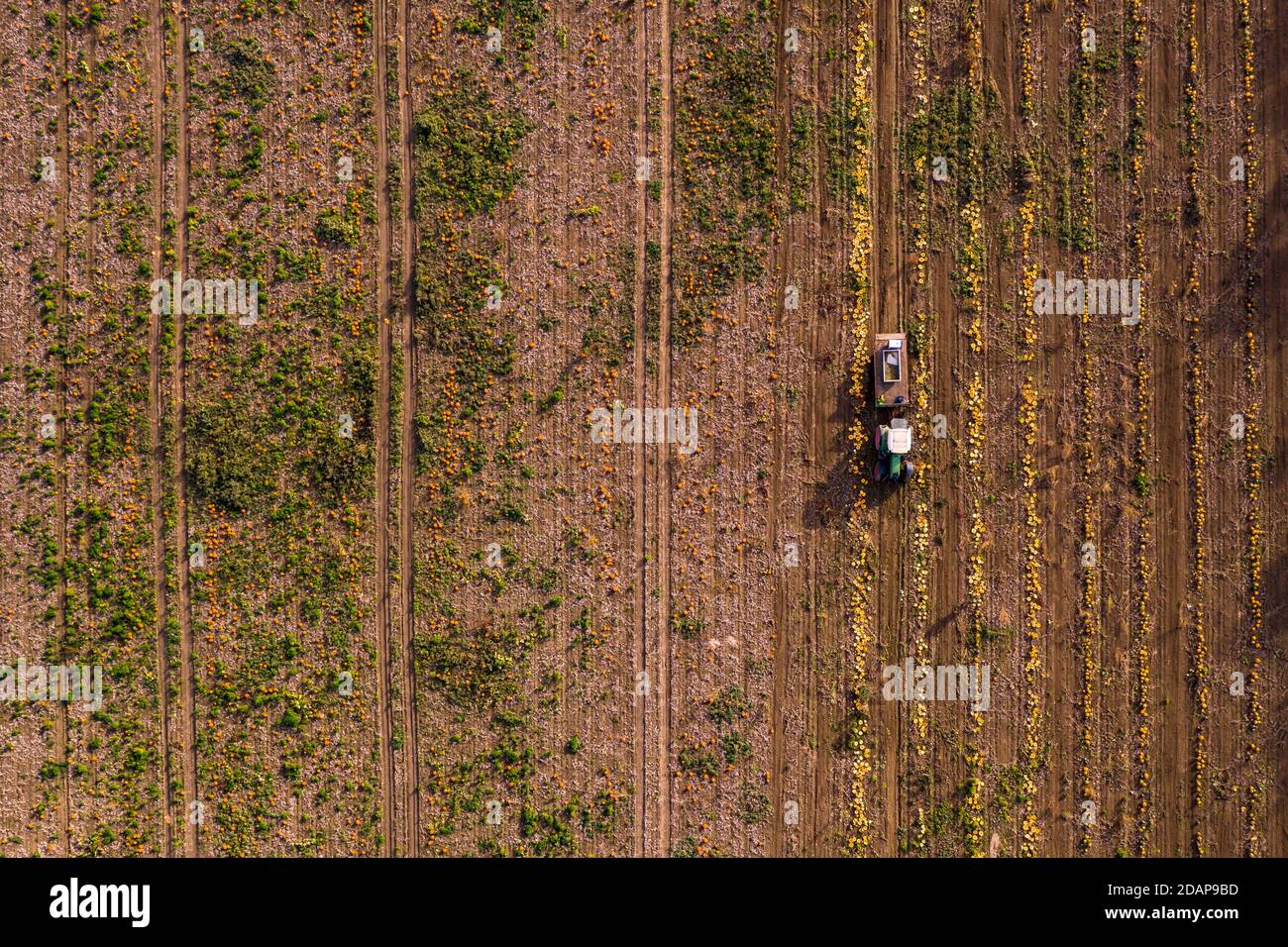 Viele Kürbisse und Hokkaidos auf einem Kürbisfeld werden geerntet Von einem Traktor aus der Luft fotografiert Stockfoto