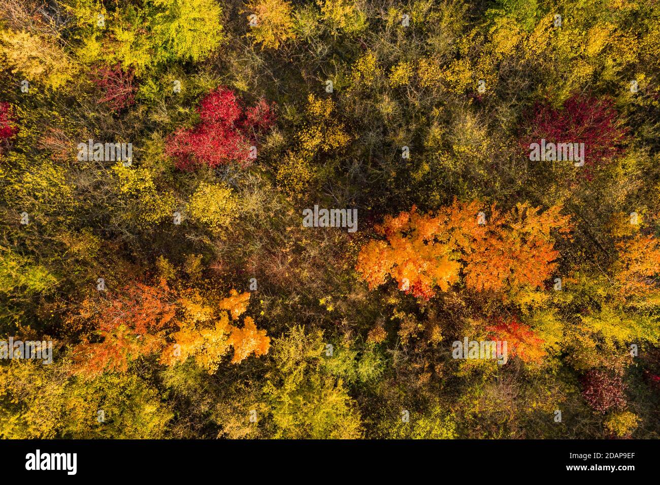 Luftaufnahme von einzelnen gelben, orangen und roten Laubbäumen in einem Mischwald in Europa Stockfoto