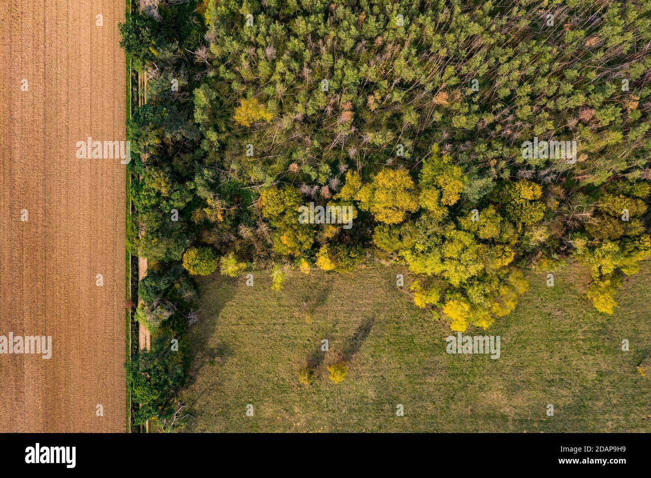 Luftaufnahme von Waldverwitterungen aufgrund von Dürre und Stürmen Im deutschen Mischwald Stockfoto