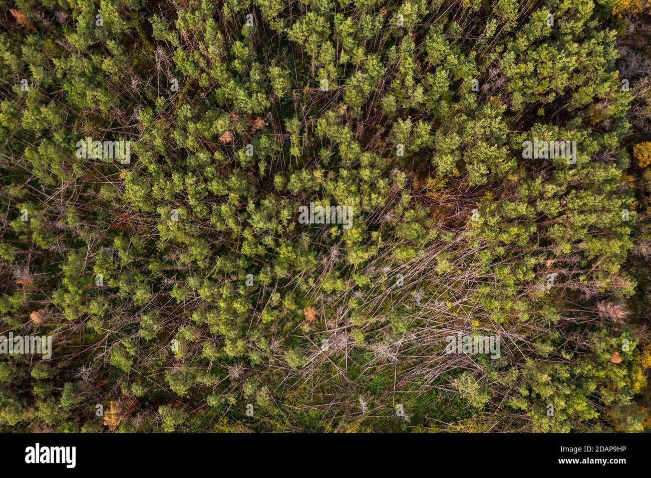 Tote Fichten mit braunen Ästen in einem Wald Deutschland direkt von oben Stockfoto