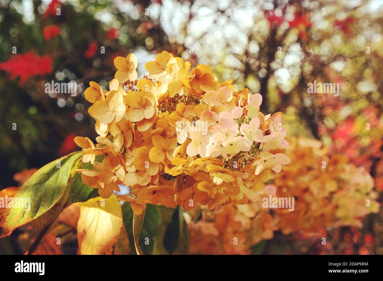 Alte Mophead-Blüten der Hortensia quercifolia Schneekönigin ('Flemygea') Im Herbst Stockfoto