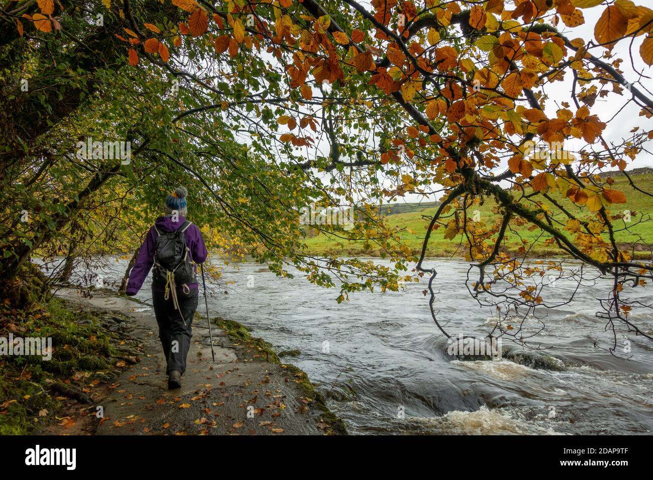 Walker Wandern auf dem Dales Way Pfad neben dem Fluss Wharfe in Herbstfarben, Yorkshire Dales National Park, Großbritannien Stockfoto