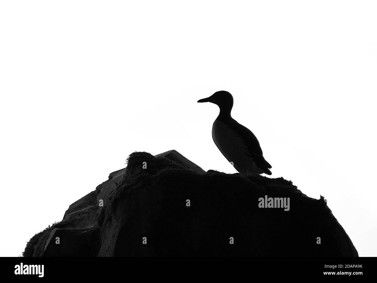 Ein Pinguin auf einem Felsen in Silhouette. Stockfoto