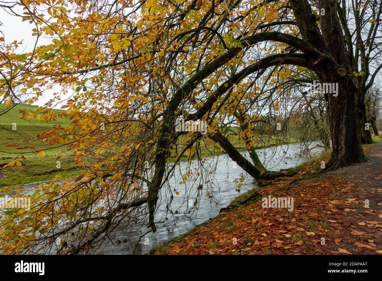 Der Dales Way Pfad neben dem Fluss Wharfe in Herbstfarben, Yorkshire Dales National Park, Großbritannien Stockfoto