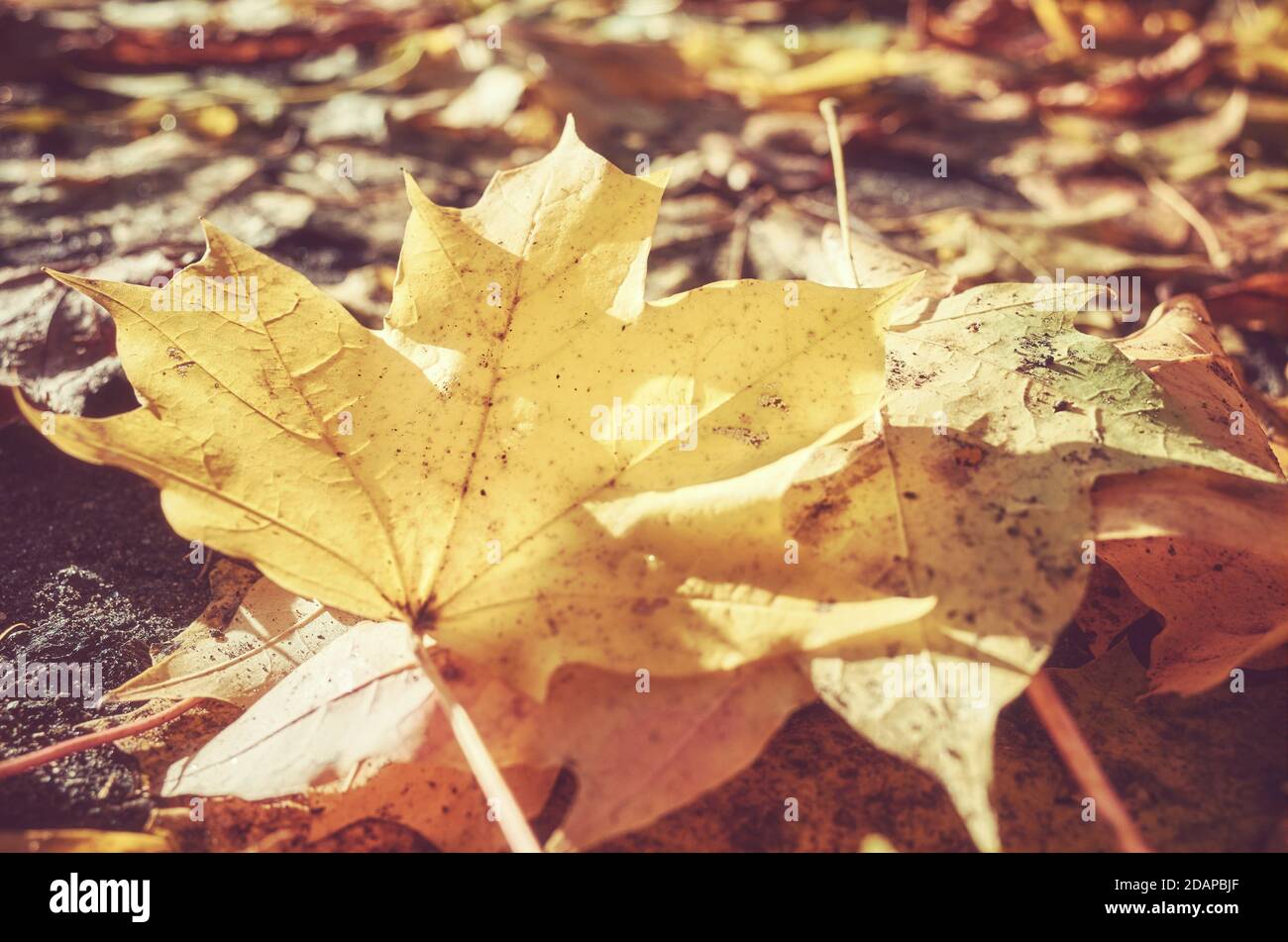 Herbstblätter auf dem Boden, selektiver Fokus. Stockfoto