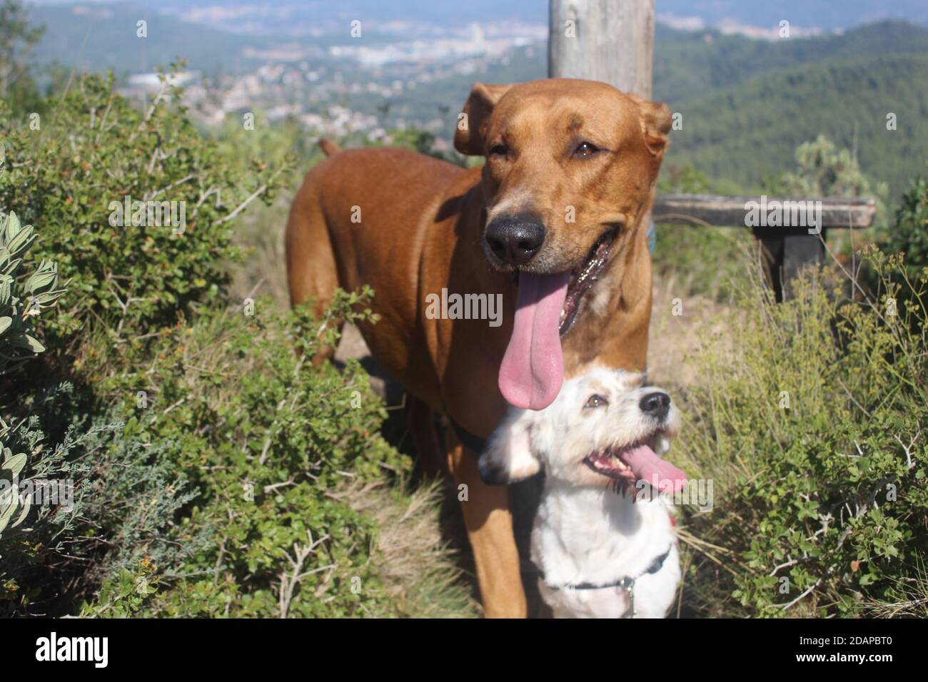 Hunde ruhen auf einem Spaziergang in den Bergen Stockfoto