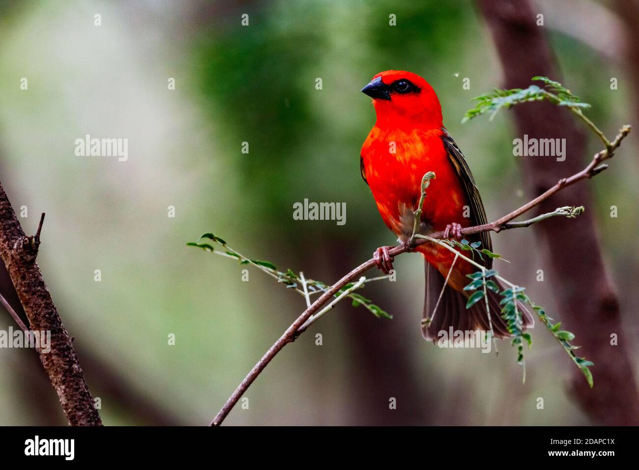 Die Inseln Mauritius und der Indische Ozean sind Heimat Zu vielen bunten Vogelarten Stockfoto