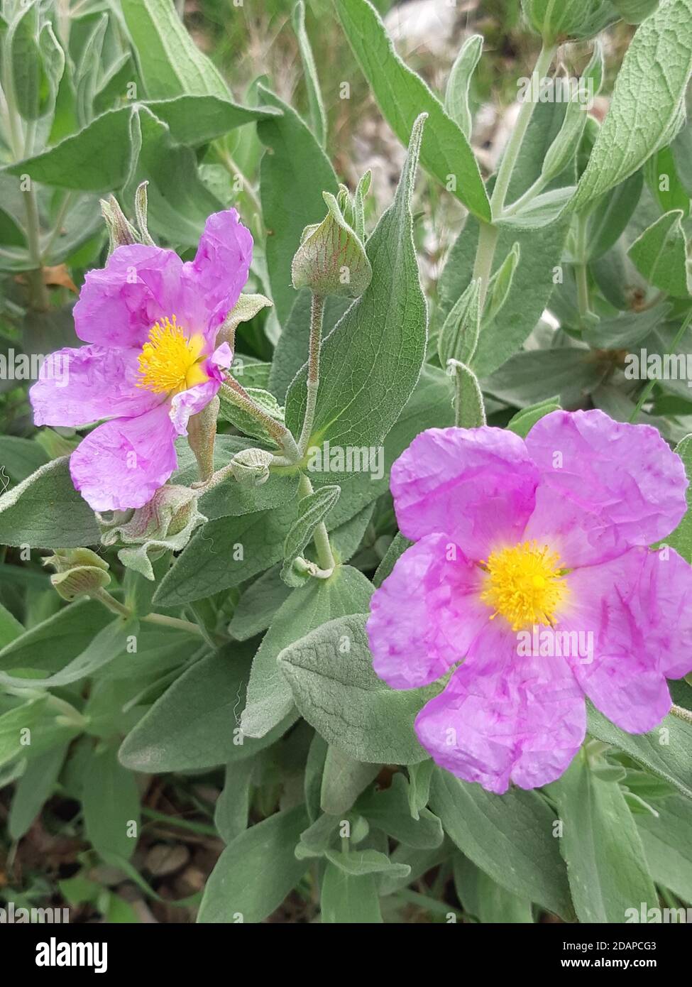 Weiße Steinrosenblüten (Zistus albidus) Stockfoto