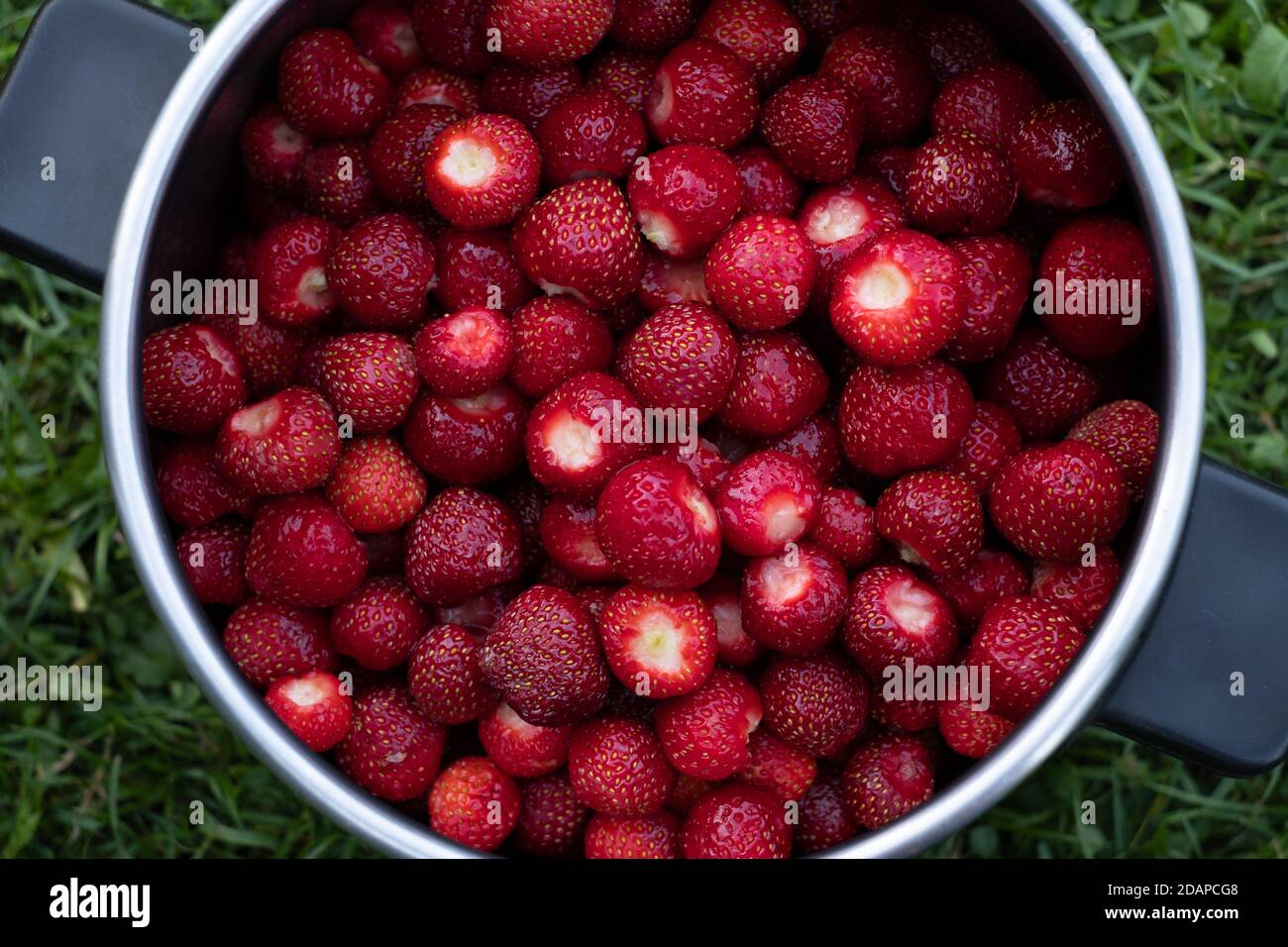 Topf voll auf gereinigten estnischen Erdbeeren. Vorared für Marmelade machen. Stockfoto