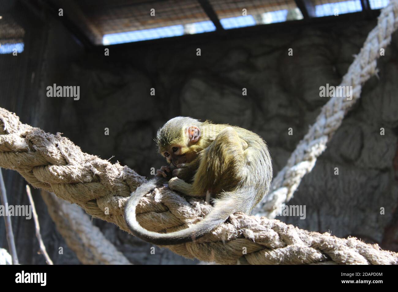 Affe an einem Seil, der seinen Schwanz hält Stockfoto