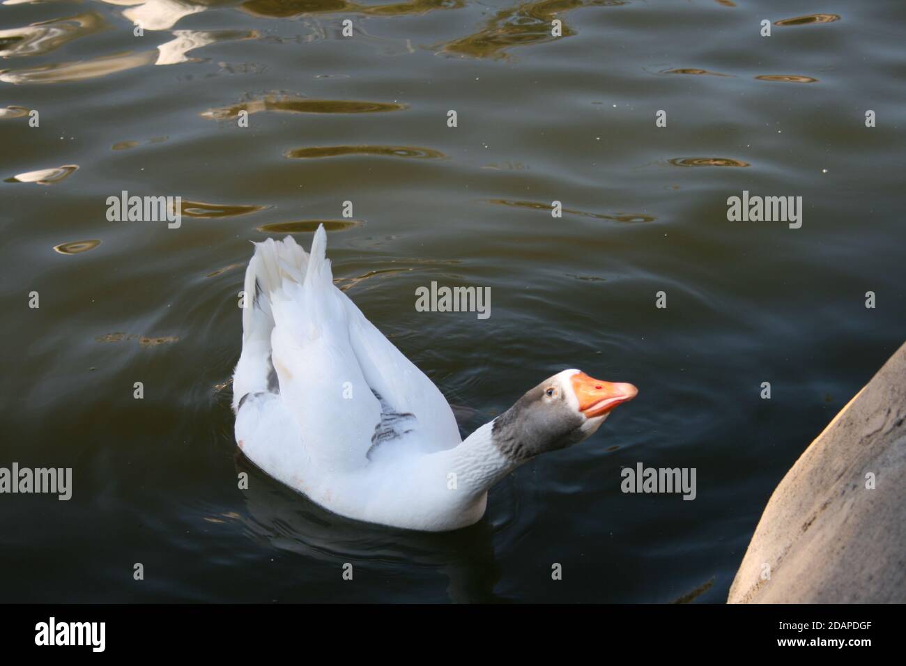 Gans in einem Teich in Oropesa. Castellón. Spanien Stockfoto