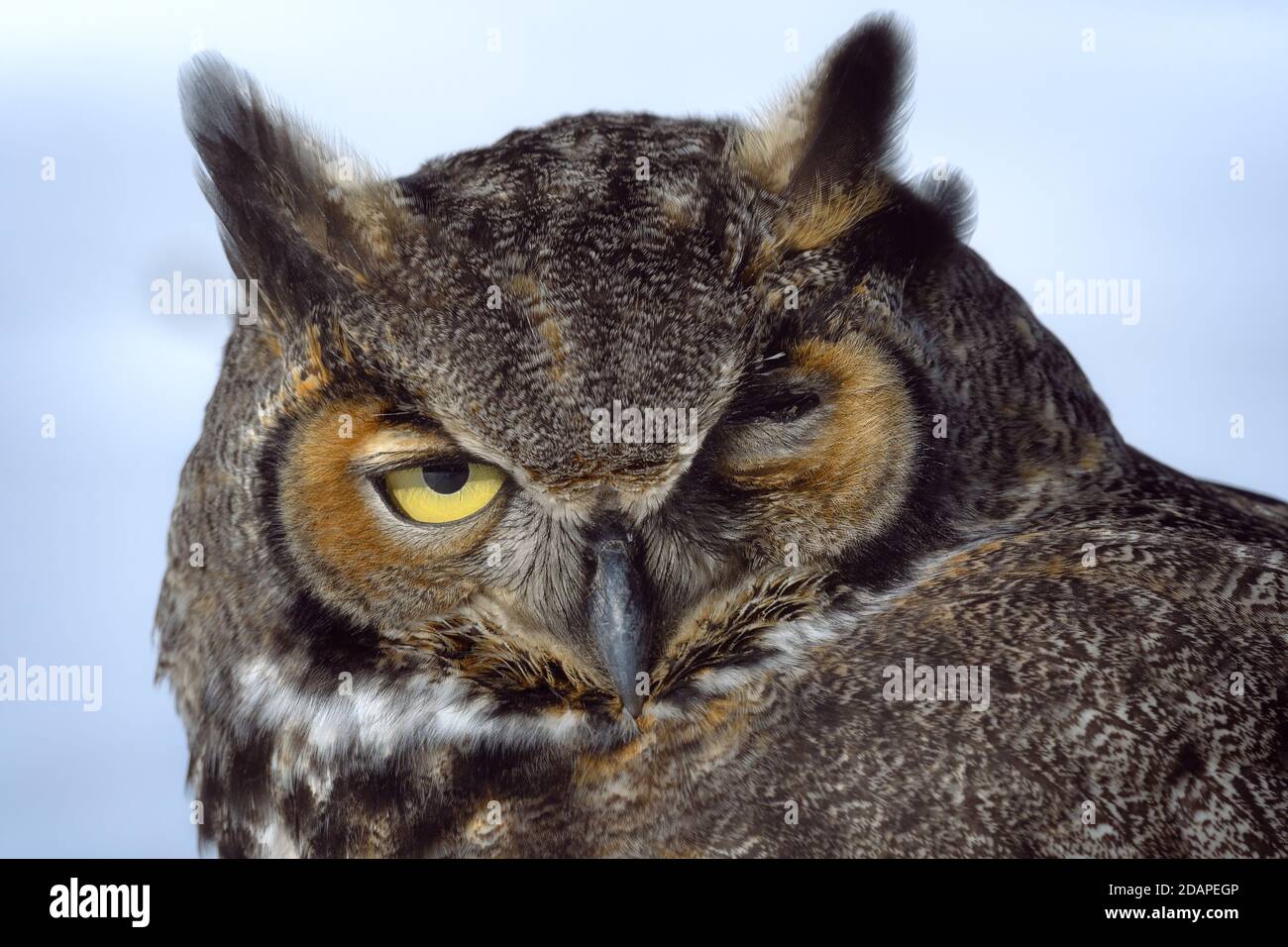 Great Horned Owl im Schnee im Winter Stockfoto