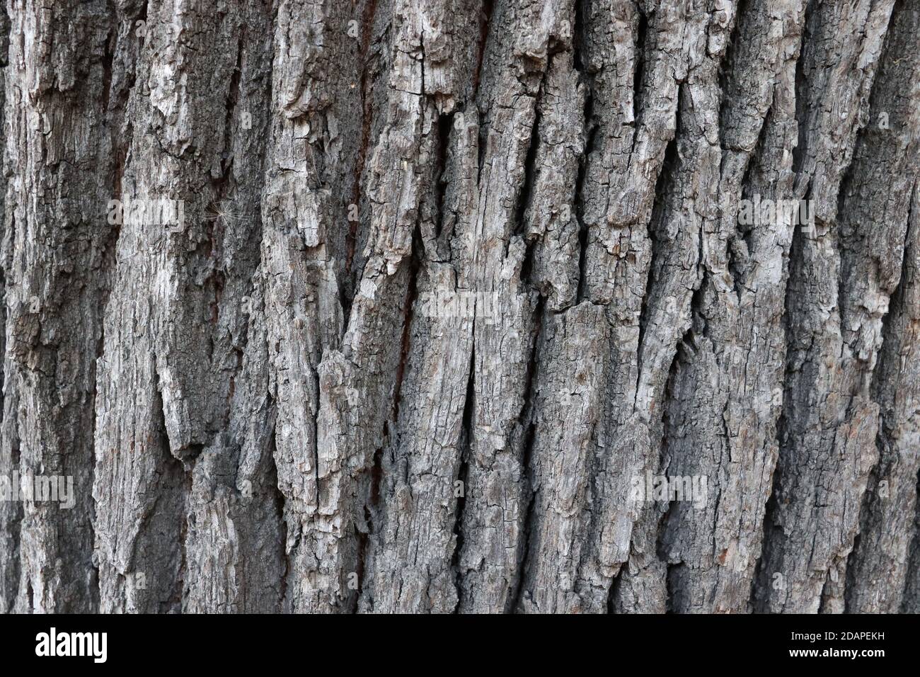 Schöne Rinde Oberflächenstruktur. Abstrakte Baumoberfläche. Knackige und zerkratzte Holzkulisse Stockfoto