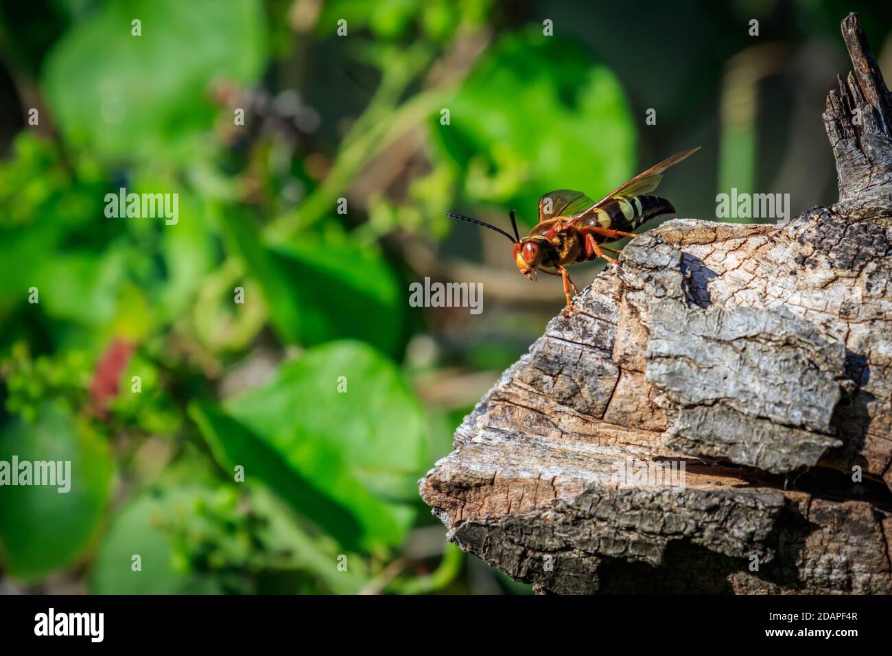 Cicada Killer (Sphecius speciosus) Wespe Stockfoto