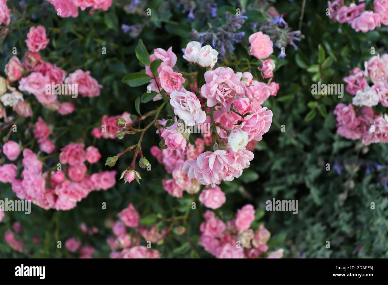 Romantische rosa Blüten auf grünen Ästen. Schöne zarte Blume Hintergrund Stockfoto