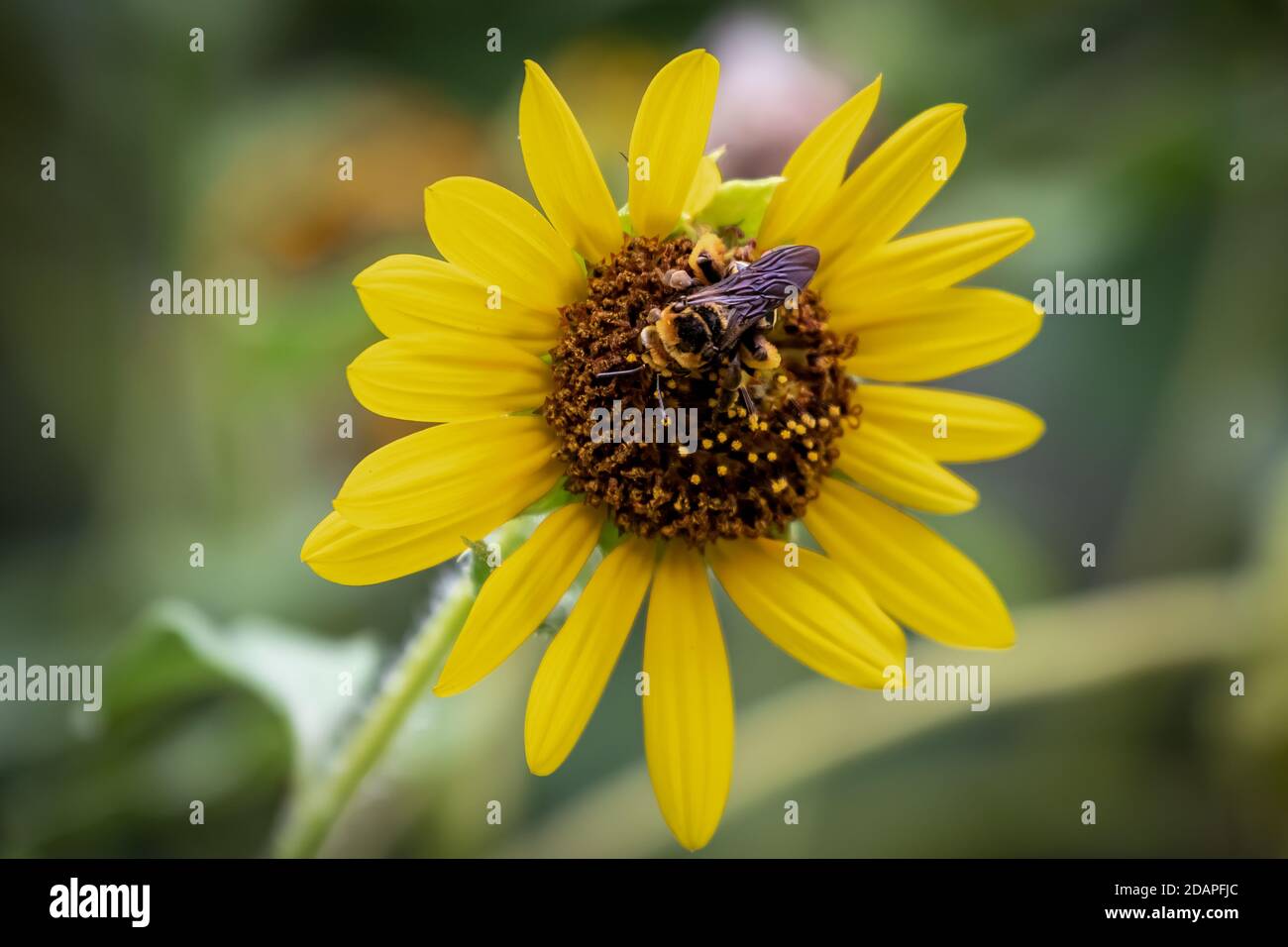 Bumble Biene auf einer Sonnenblume in einem Garten im Hinterhof Stockfoto
