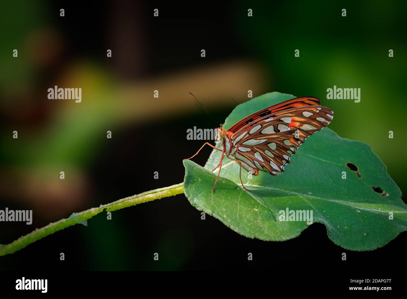 Gulf Fritillary (Agrulis vanillae) auf einer Blume Stockfoto