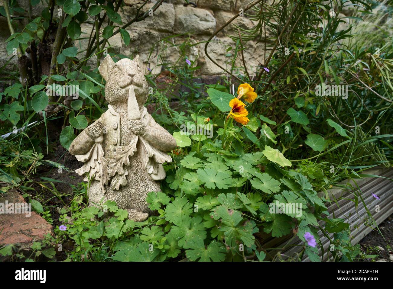 Gießbetongartenstatue des Charakters Peter Kaninchen essen Eine Karotte in einem bewachsenen Garten grenzt an einen Stein Wand Stockfoto